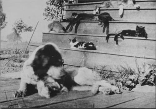 Carson Family Pets on Carson Homestead Porch Steps (Pennsylvania)