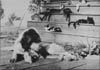 Carson Family Pets on Carson Homestead Porch Steps (Pennsylvania)