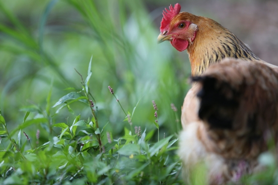 Photo of a rooster with red neck and brown and black feathers pecking through grass. 