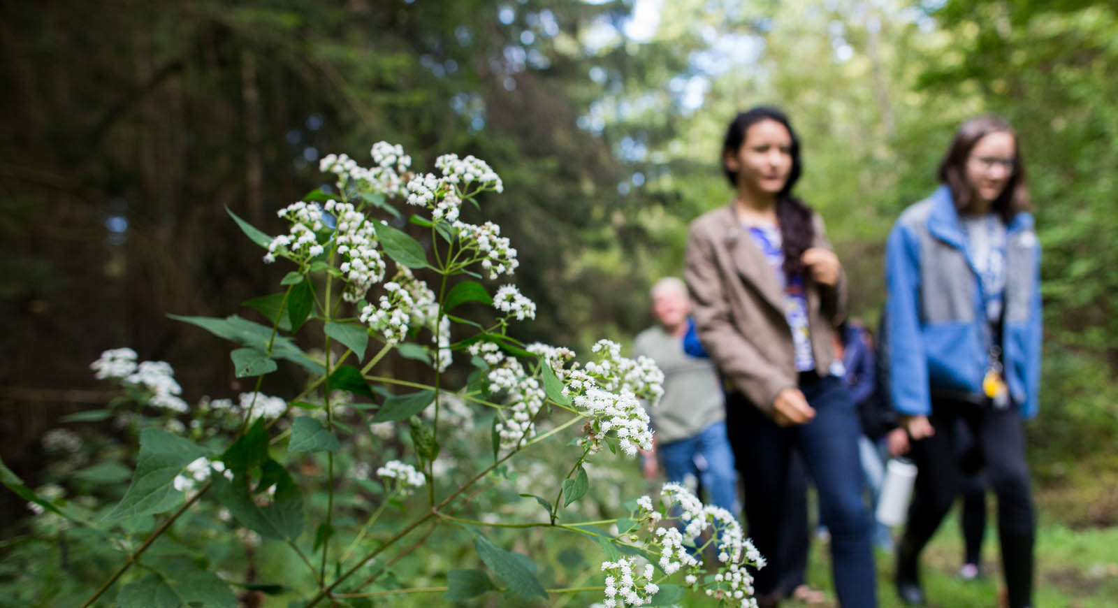 Group of Chatham University students go on nature walk passing white budding plant.