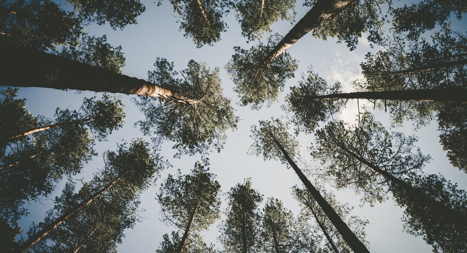 Photo from the perspective of a forest floor, looking up at blue sky framed by tall trees.