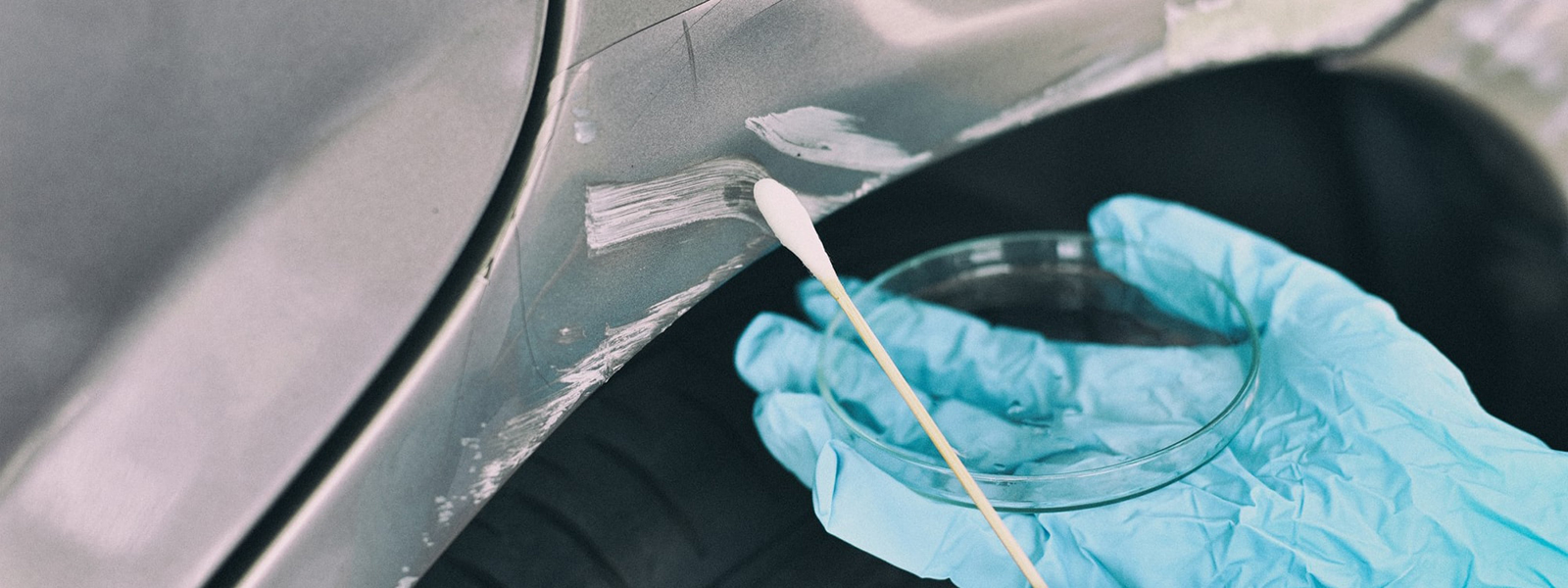 Close-up photo of a hand wearing a blue glove swabbing a scratch on a car into a petri dish for a criminal investigation. 