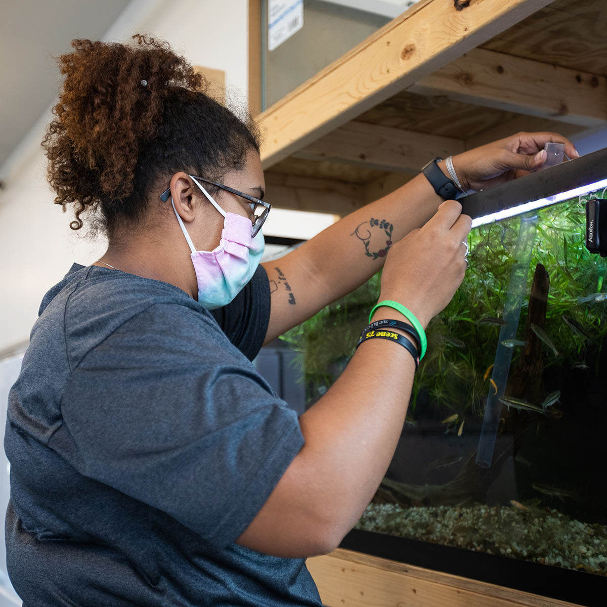 Photo of a student wearing glasses and a mask, feeding fish in an aquarium