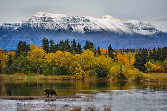 A bear seeks salmon along the river edge with a beautiful fall background and winter looming
