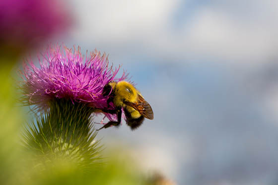 Photo of a bee pollinating a flower