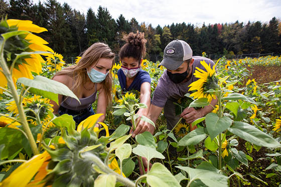 Photo of three masked Chatham University students harvesting sunflowers in a field on Eden Hall Campus