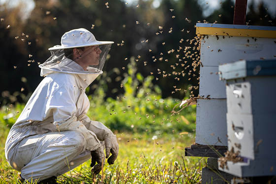 Photo of a beekeeper in protective gear looking at a swarming hive on Eden Hall Campus