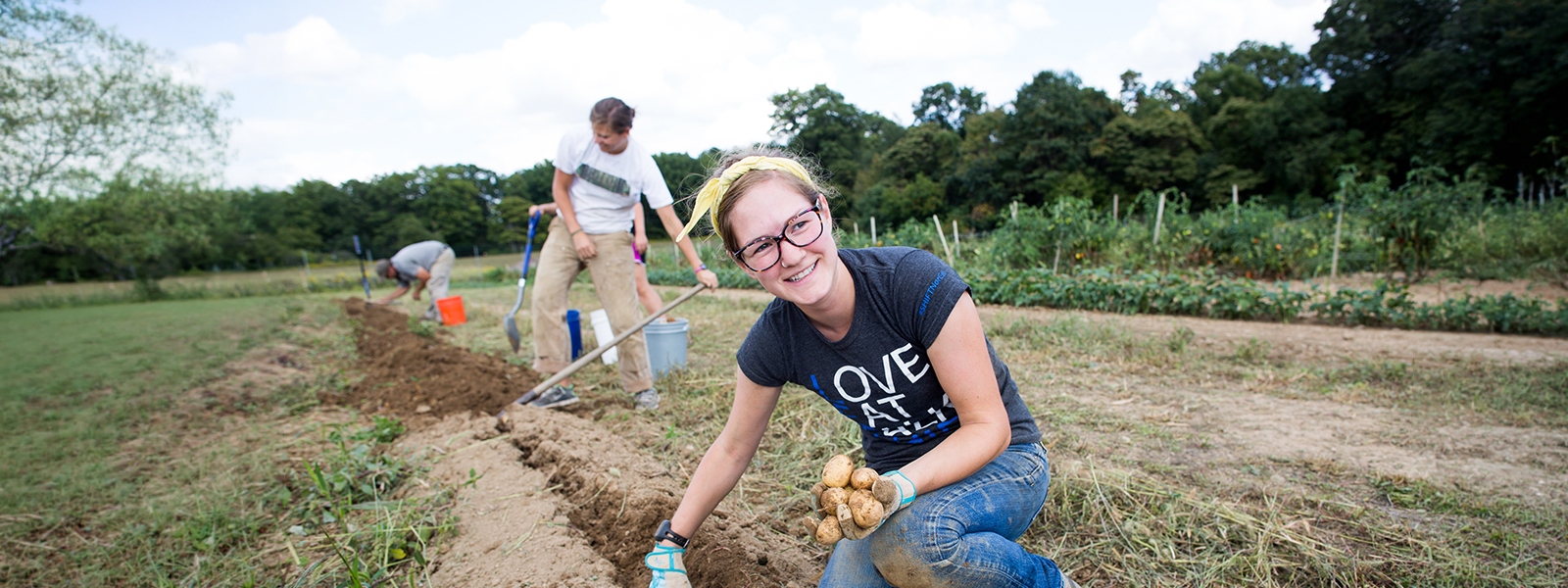 Sustainability student digging for potatoes on Chatham's Eden Hall Farm