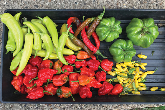 splendor-in-the-grass-peppers.jpg